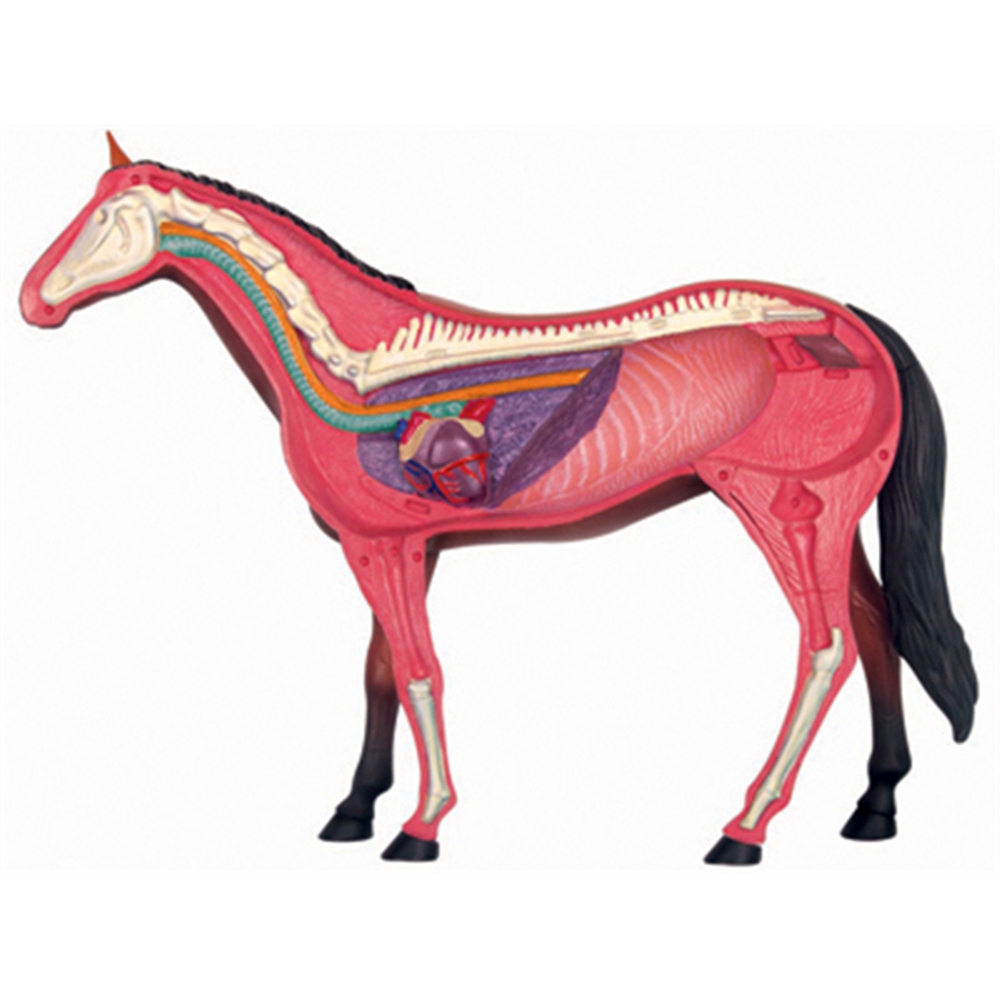Animal Organ Anatomy Model 4D  - огляд і ціна Science Diy Model