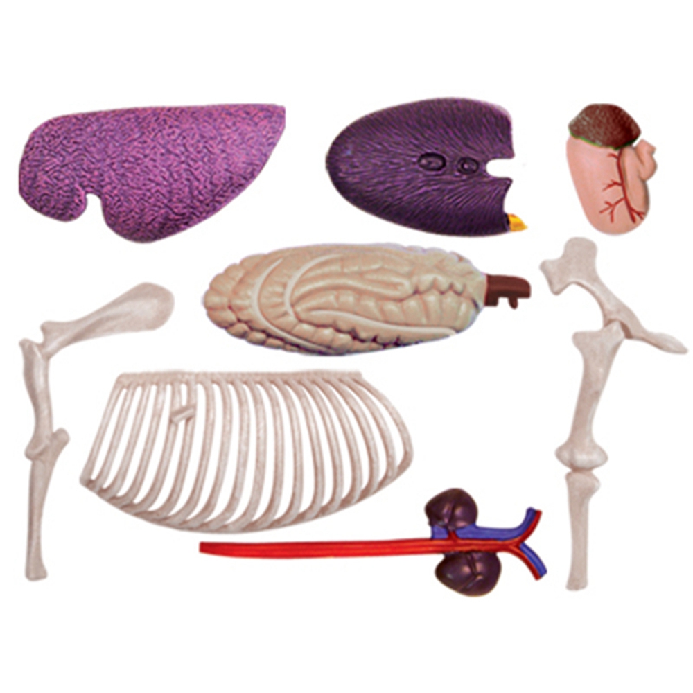 Animal Organ Anatomy Model 4D  - огляд і ціна Science Diy Model